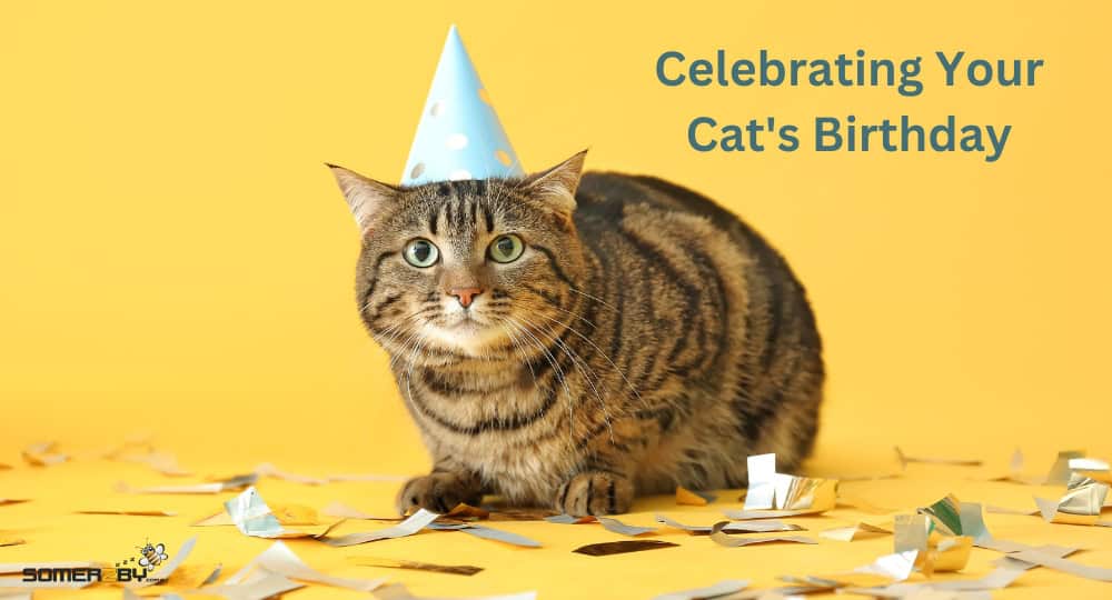 Celebrating Your Cat’s Birthday with a Party