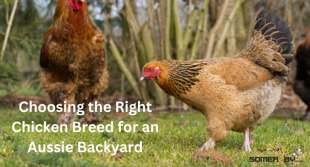 Choosing the Right Chicken Breed for an Aussie Backyard