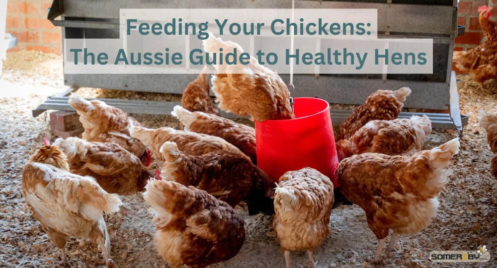 Feeding Your Chickens The Aussie Guide to Healthy Hens