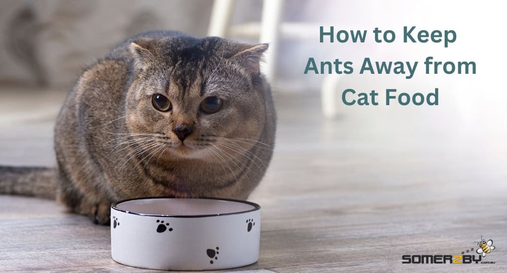 How to Keep Ants Away from Cat Food