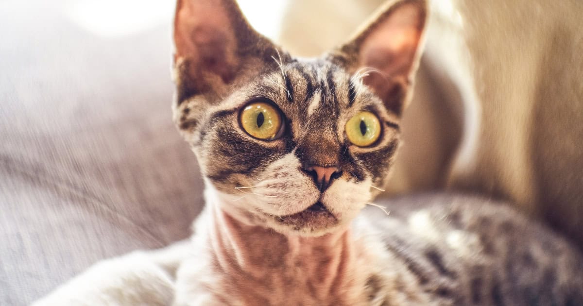 Identifying Cats with Low Fel d 1 Levels