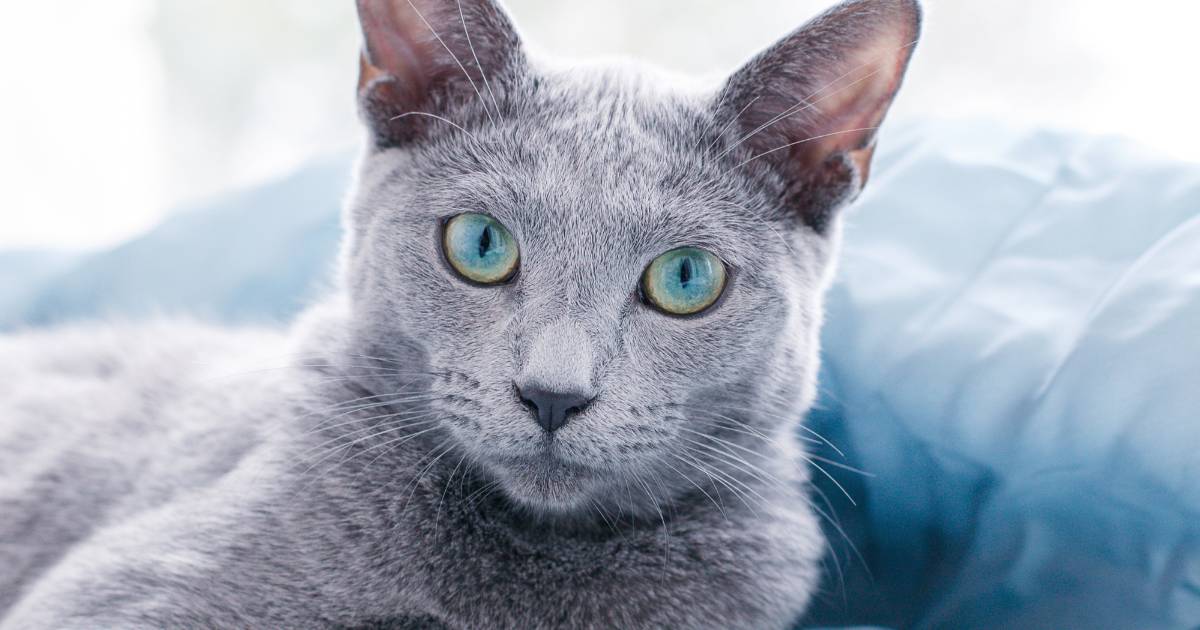 Russian Blue