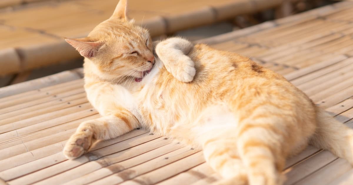 Understanding Fel d 1 and Its Impact on Allergies