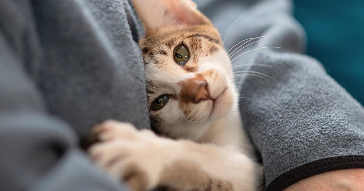 Understanding Hypoallergenic Cats