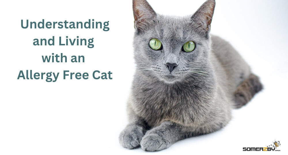 Understanding and Living with an Allergy Free Cat