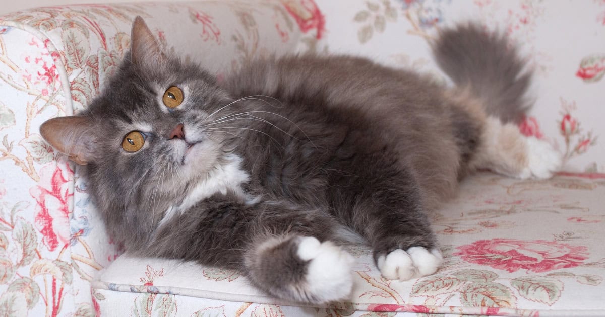 Allergen levels in cats