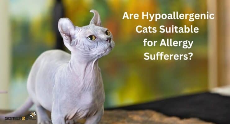 Are Hypoallergenic Cats Suitable for an Allergy Sufferer