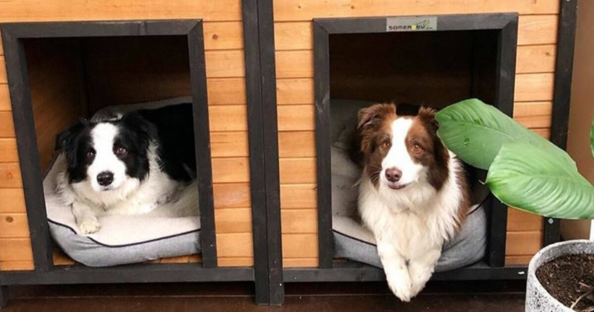 Border Collie puppies in Den Kennel