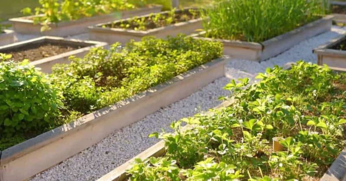 Certain plants and herbs naturally repel flies