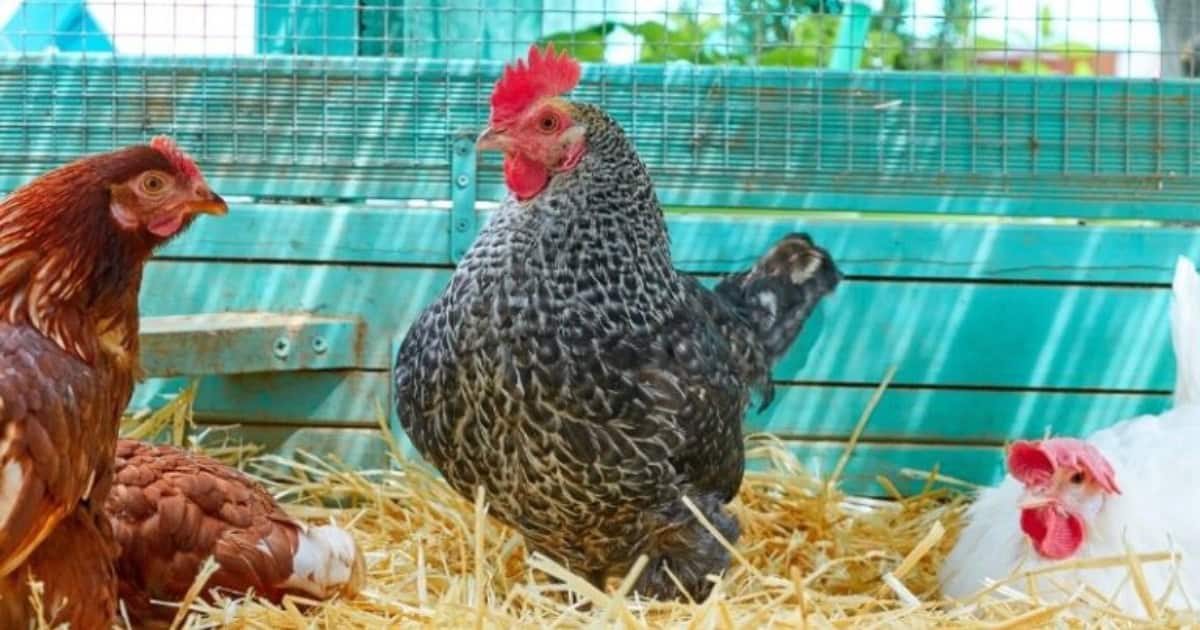 Choose the Right Bedding Material