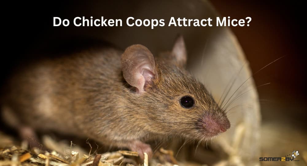 Do Chickens Coops Attract Mice