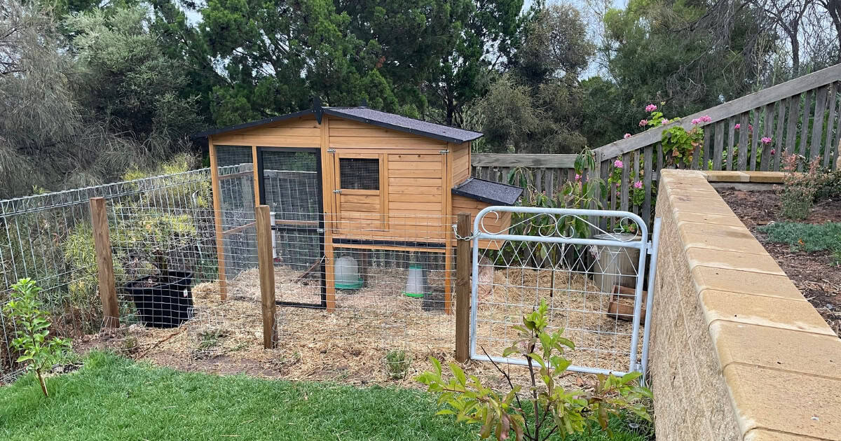 Essential Features Of Your Chicken Coop