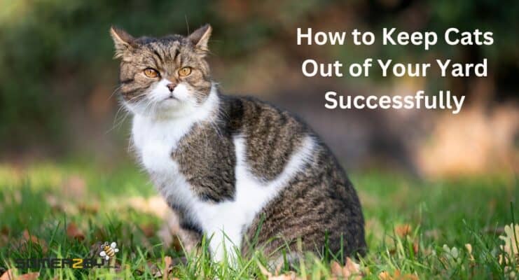 How to Keep Cats Out of Your Yard Successfully
