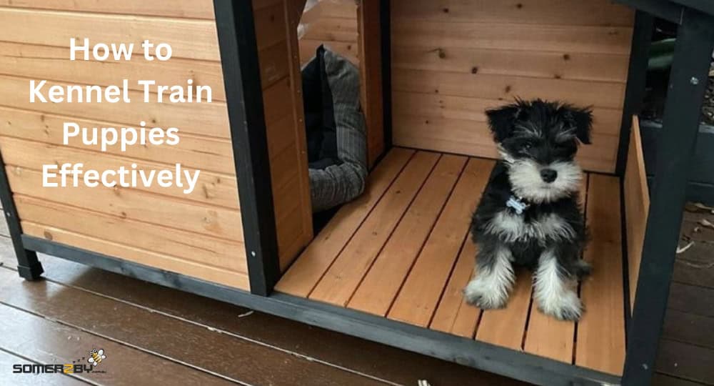 How to Kennel Train Puppies Effectively