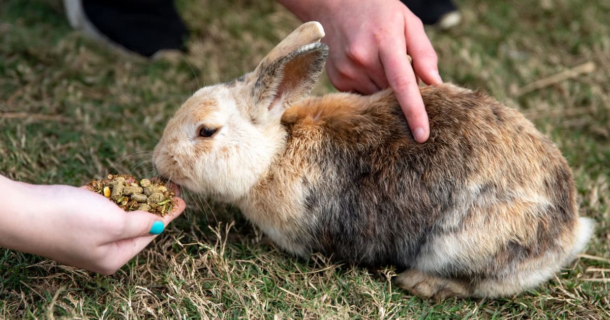 Pet rabbit being patted