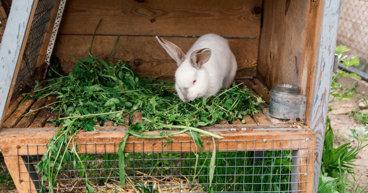 Pet rabbit in an outdoor hutch