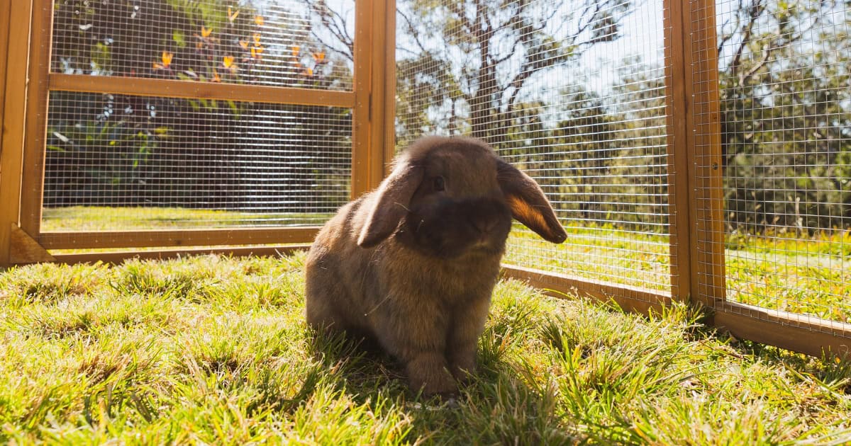 Pet rabbit in an outdoor run