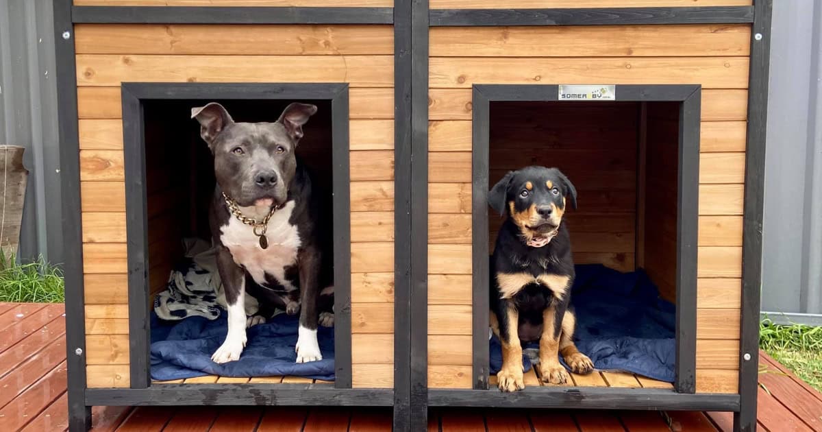 Puppies in Den Kennel