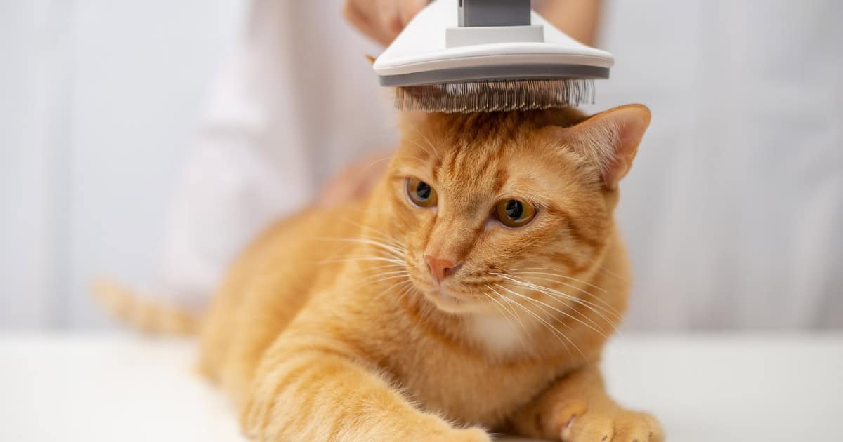 Treatment for Cat Allergies