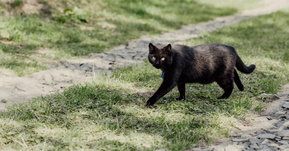 Understanding the Cat Intrusion Problem