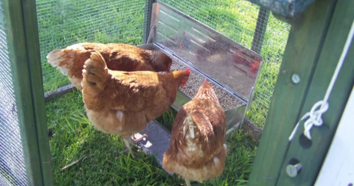 What your chickens eat affects the smell of their waste