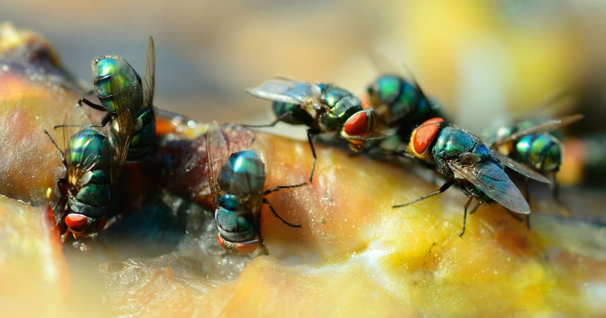 Why Flies Are Attracted To Chicken Coops
