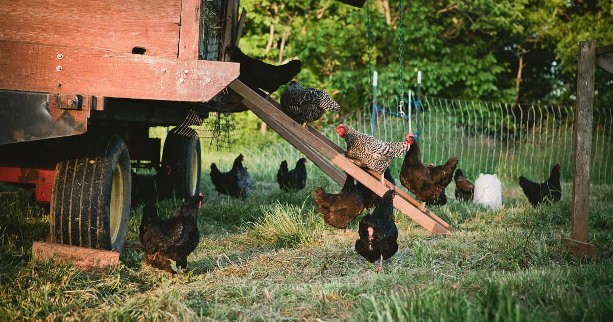 older chickens tend to be more inclined to stay indoors