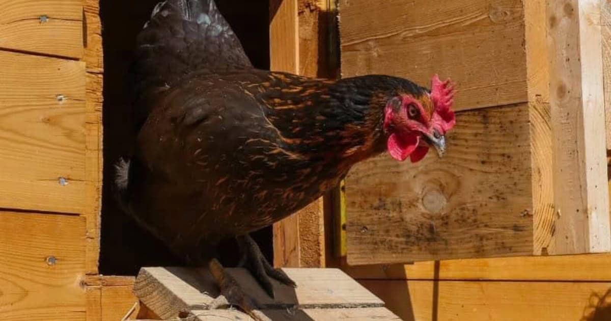 DIY vs. Pre-Made Elevated Coops