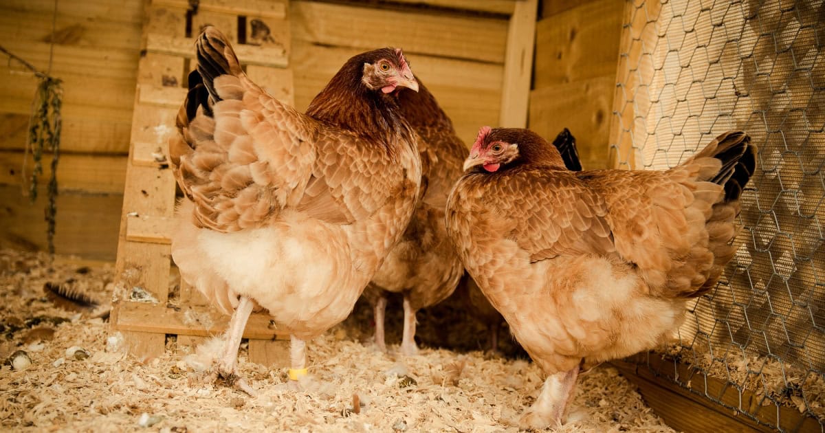 Effects of Poor Ventilation on Chickens