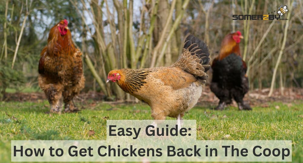 How to Get Chickens Back in The Coop