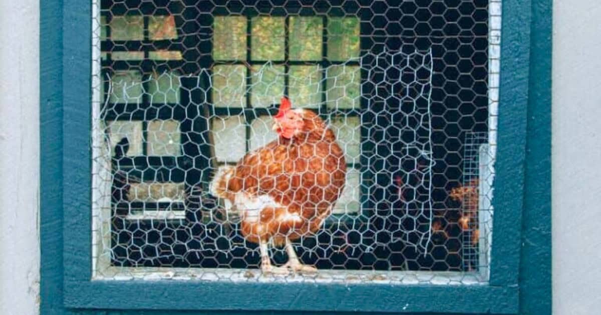 Identifying Respiratory Problems in Chickens