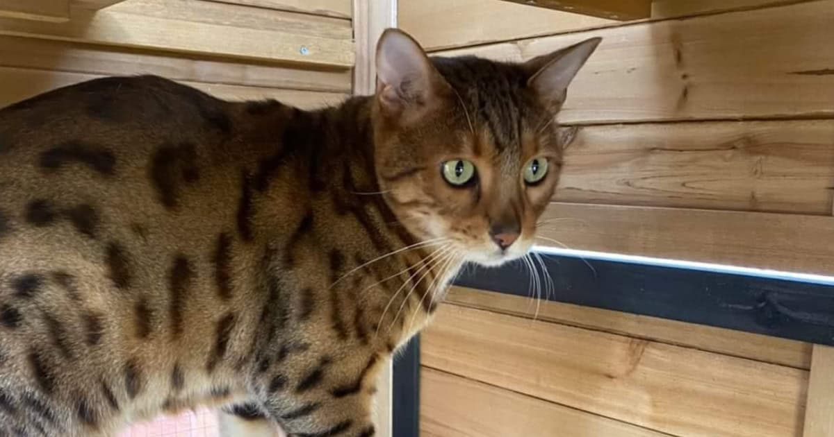 Importance of containing cats at home