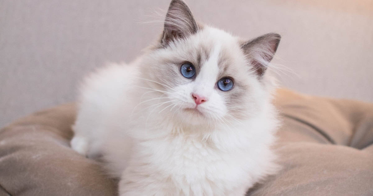 Intelligent and Playful Ragdoll Cat