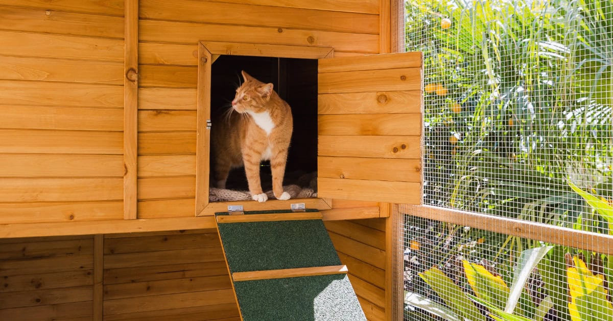 Keeping cats safe at home