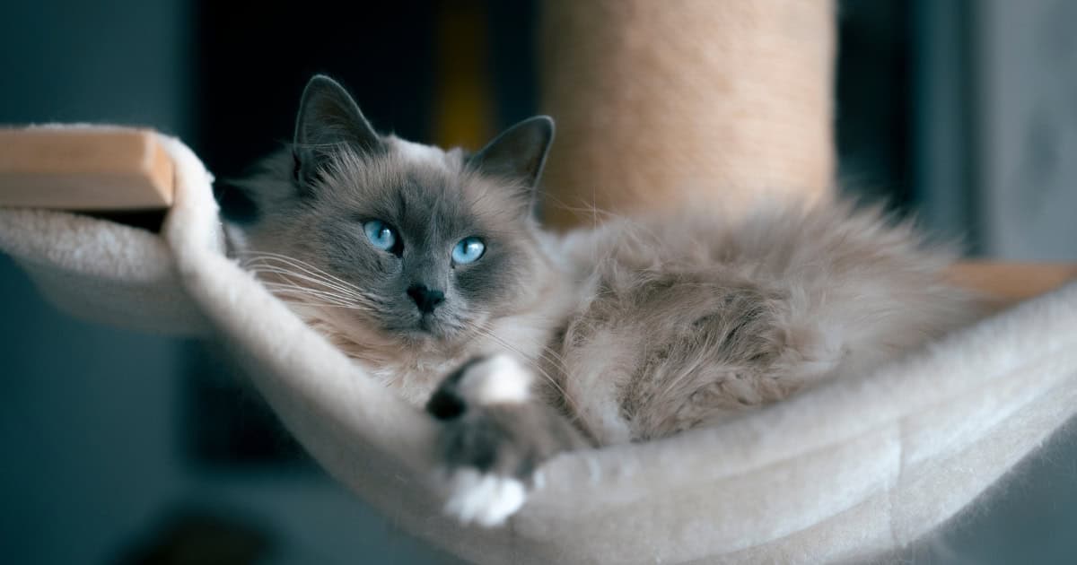Laid-Back Ragdoll Cat on a Hammock