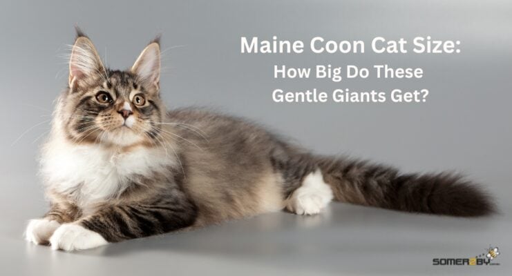 Maine Coon Cats Size