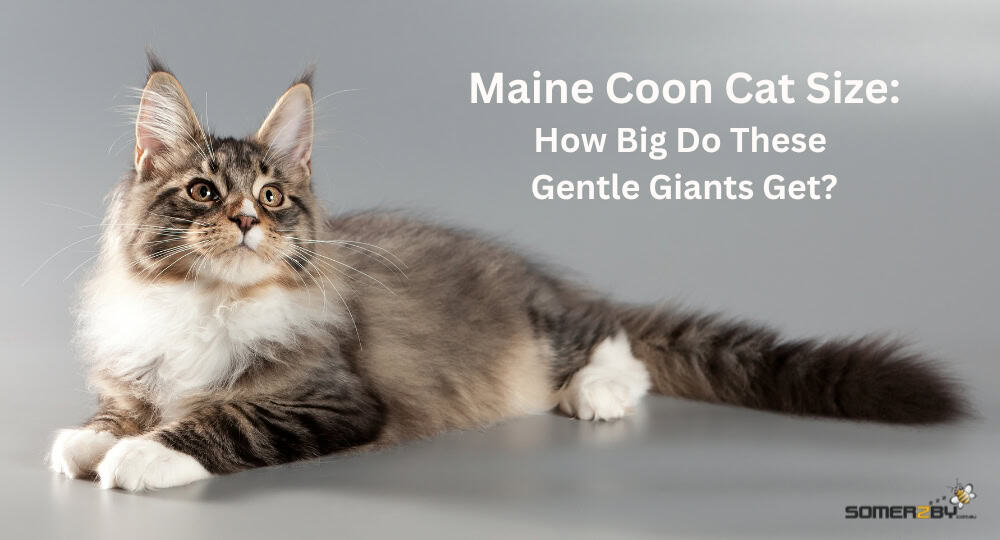 Maine Coon Cats Size