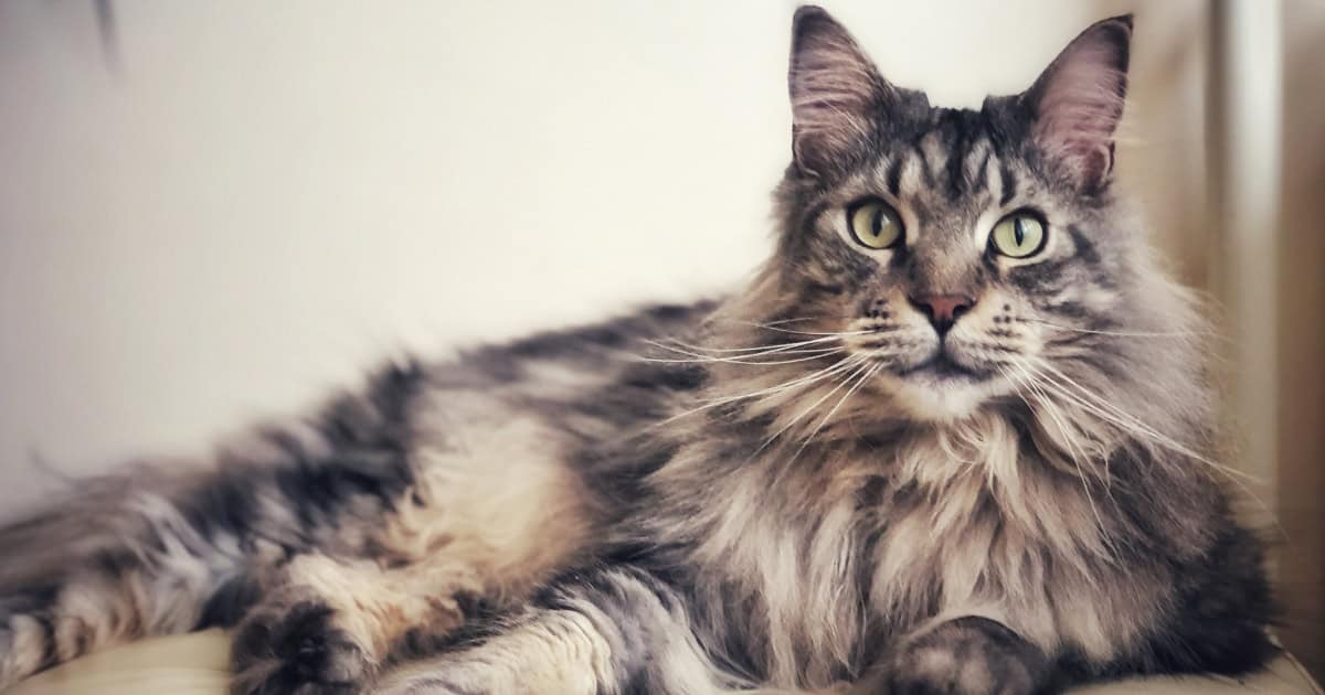 Maine Coon cat