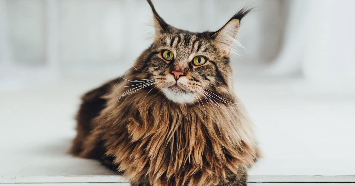 Maine Coon