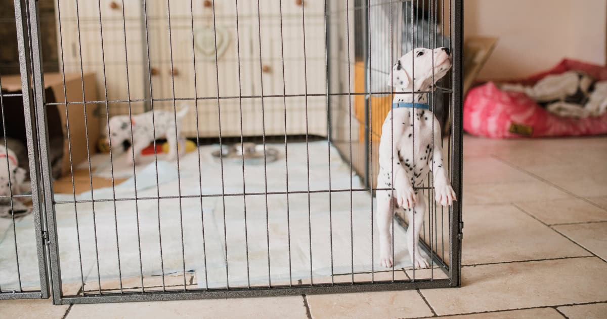 Puppy Pen