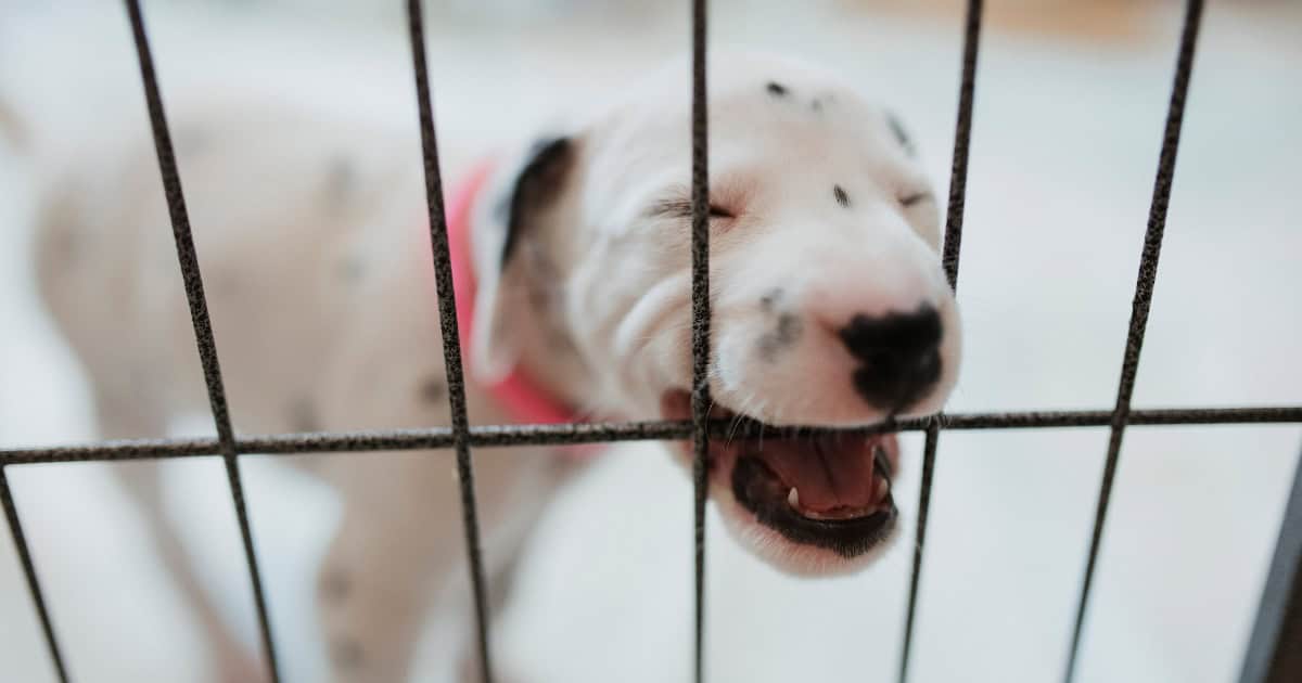 Puppy chewing playpen