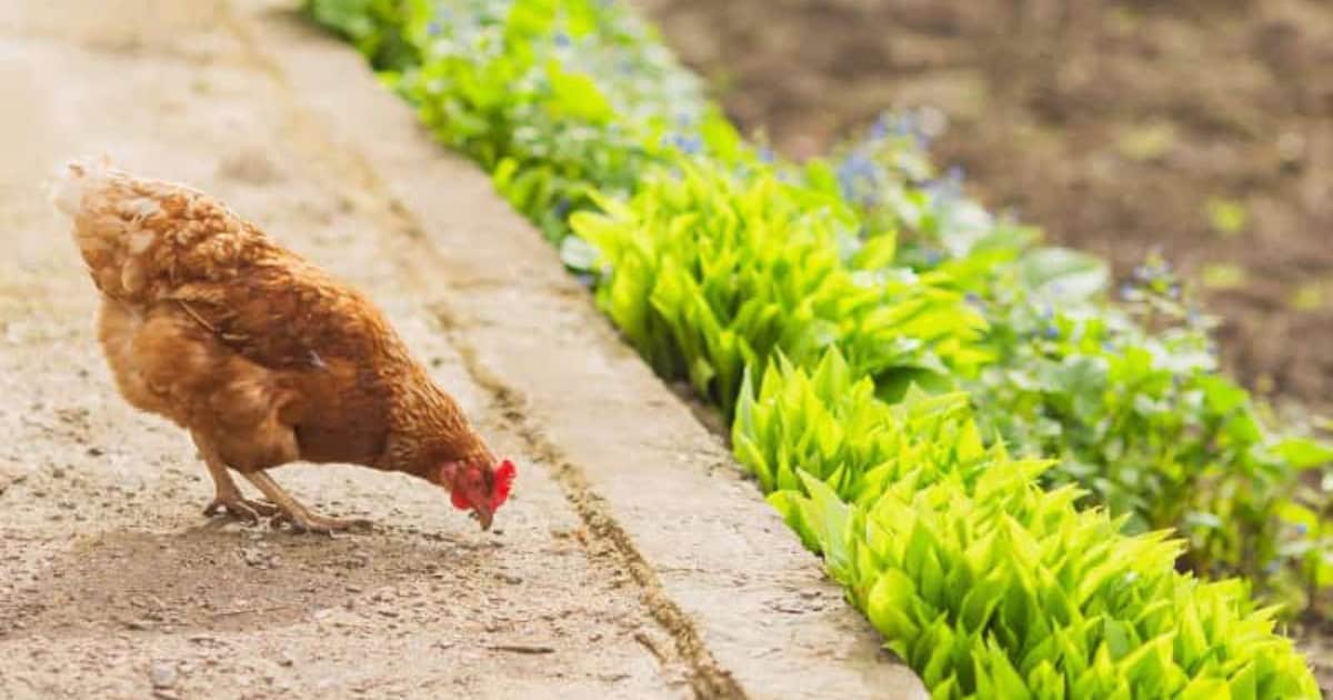 Can I Keep Chickens in My Neighbourhood