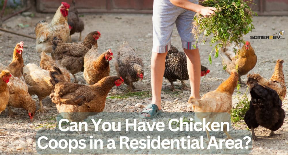 Can You Have Chicken Coops in a Residential Area