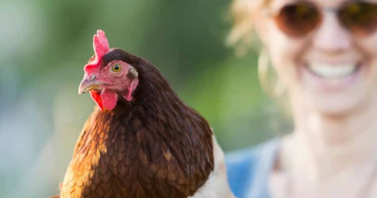 Health and Safety Guidelines for Backyard Chickens