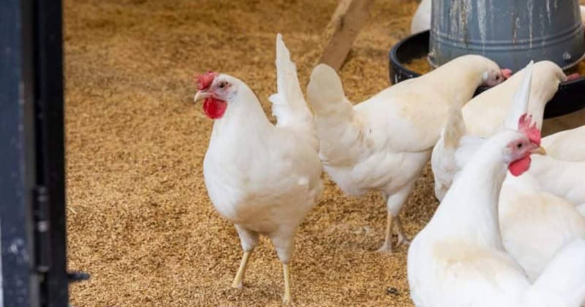 Manage Spilled Feed and Water