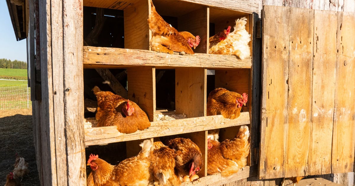Owning Chickens in Residential Areas