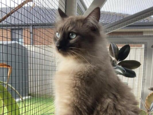 Balcony catio cat enclosures