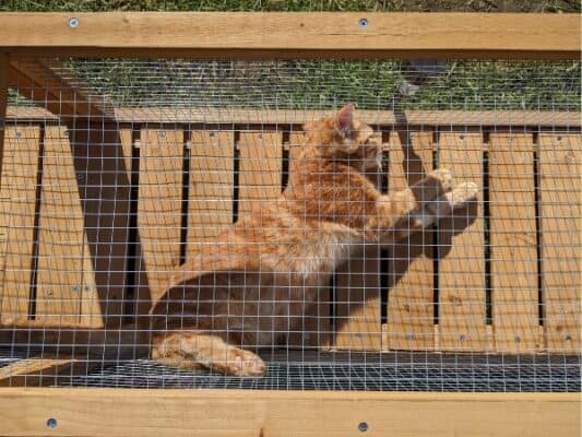 Connecting Catio to House