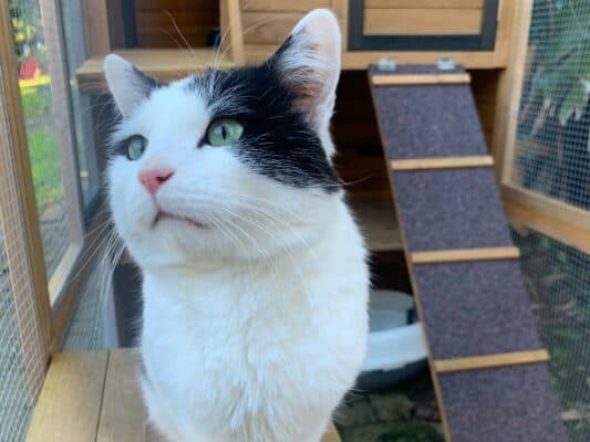 Patio Catio outdoor cat enclosure