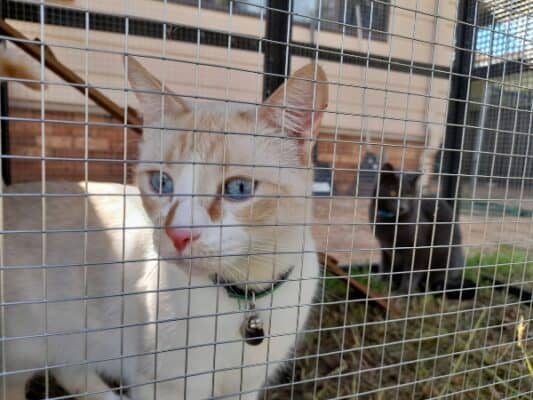 Understanding your cat’s natural behaviours in enclosures